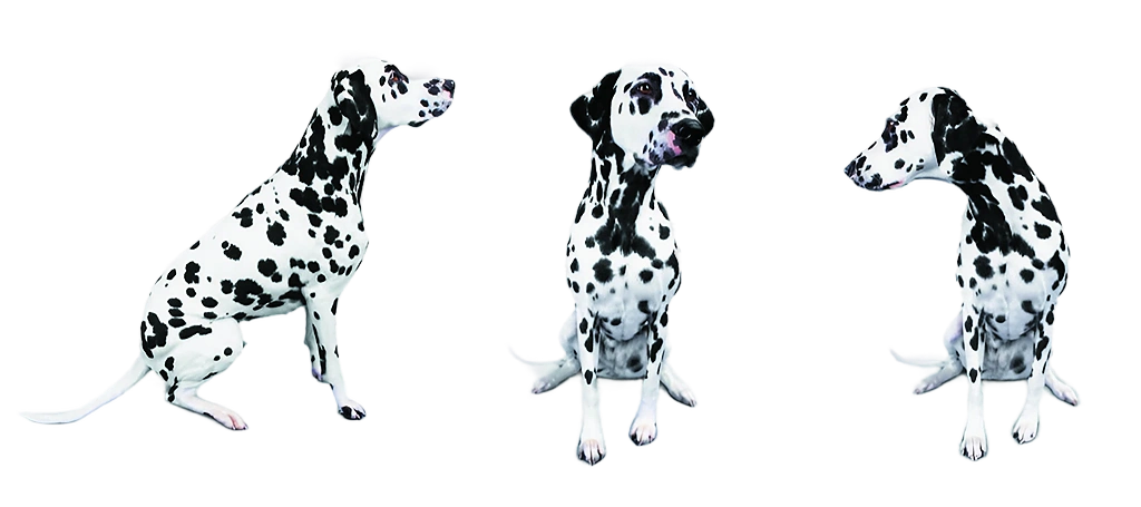 Three Dalmatians